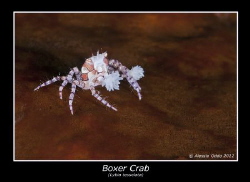 Boxer crab by Alessio Oddo 